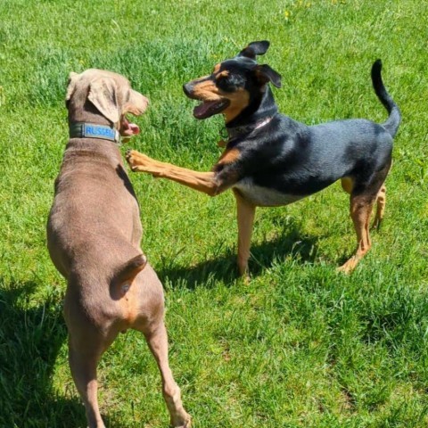 7637 Shotzie, an adoptable Doberman Pinscher in Sandown, NH, 03873 | Photo Image 2