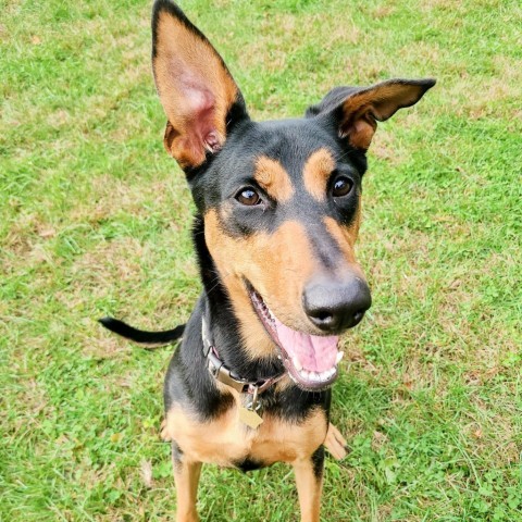 7637 Shotzie, an adoptable Doberman Pinscher in Sandown, NH, 03873 | Photo Image 2