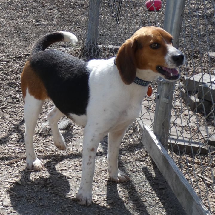 Daisy Beagle, an adoptable Beagle in Bloomingdale, NJ_image-6