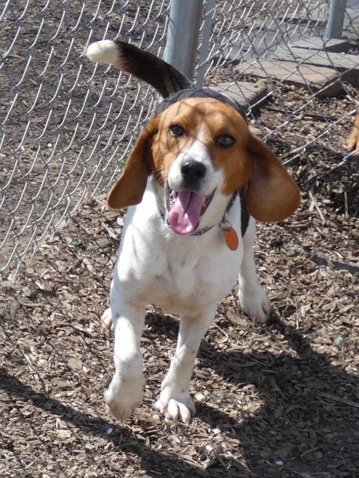 Daisy Beagle, an adoptable Beagle in Bloomingdale, NJ_image-1