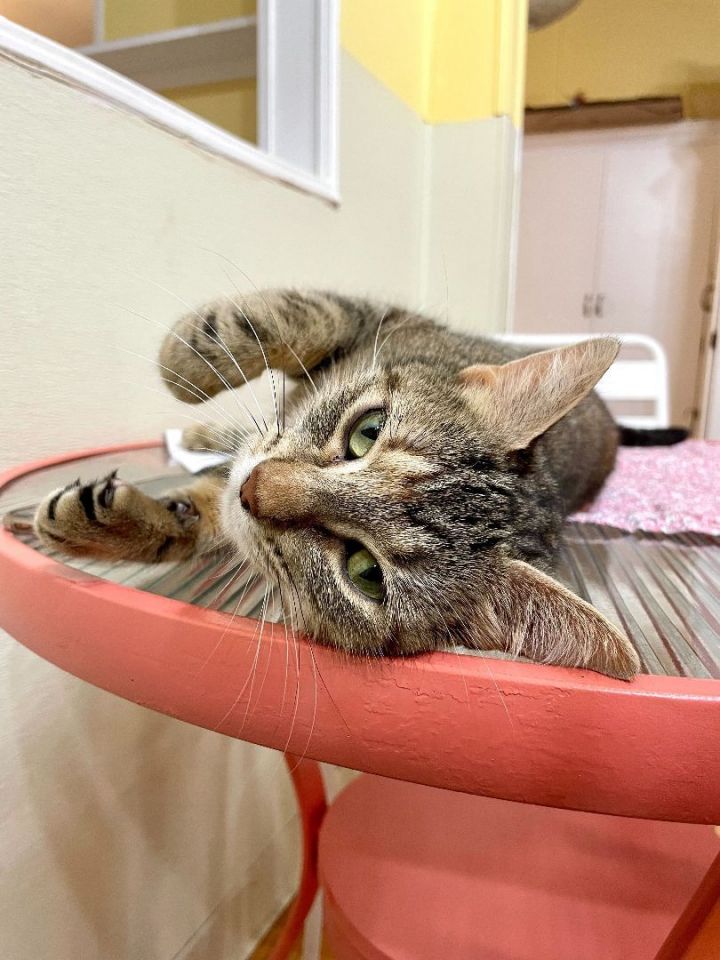 Bonnie, an adoptable Domestic Short Hair in Carencro, LA_image-4