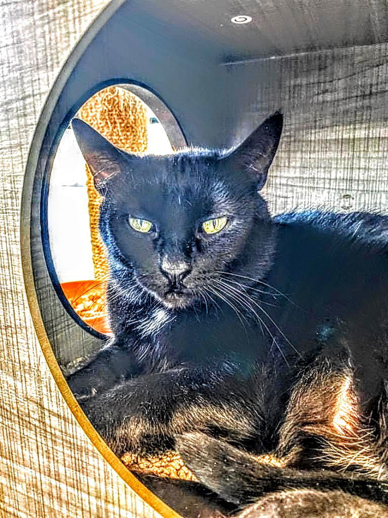 C195 Litter mom Packzi, an adoptable Domestic Short Hair in Livonia, MI, 48152 | Photo Image 1