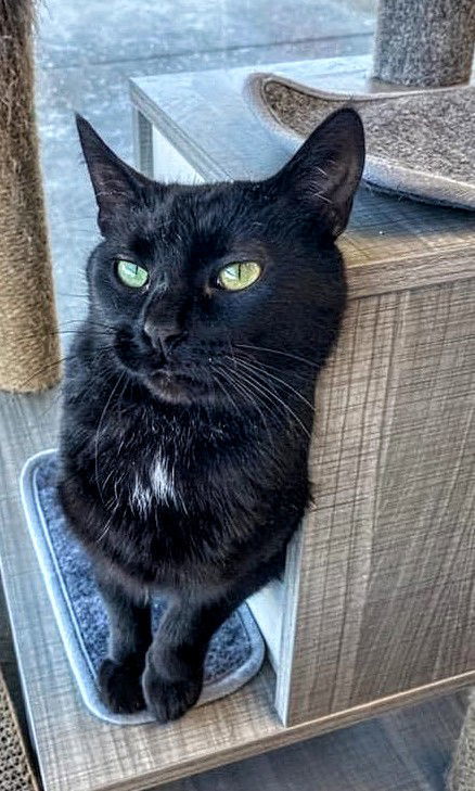 C195 Litter mom Packzi, an adoptable Domestic Short Hair in Livonia, MI, 48152 | Photo Image 2
