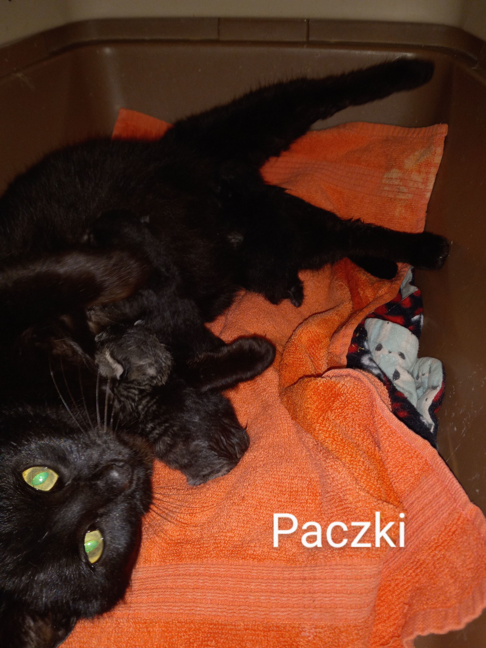 C195 Litter Packzi, mom, an adoptable Domestic Short Hair in Livonia, MI, 48152 | Photo Image 3