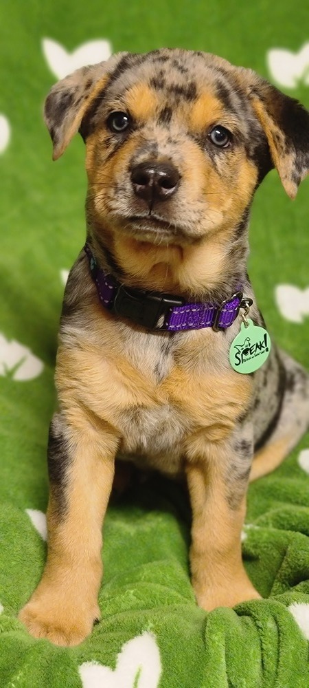 Lilac, an adoptable Australian Shepherd Mix in Troy, IL_image-2