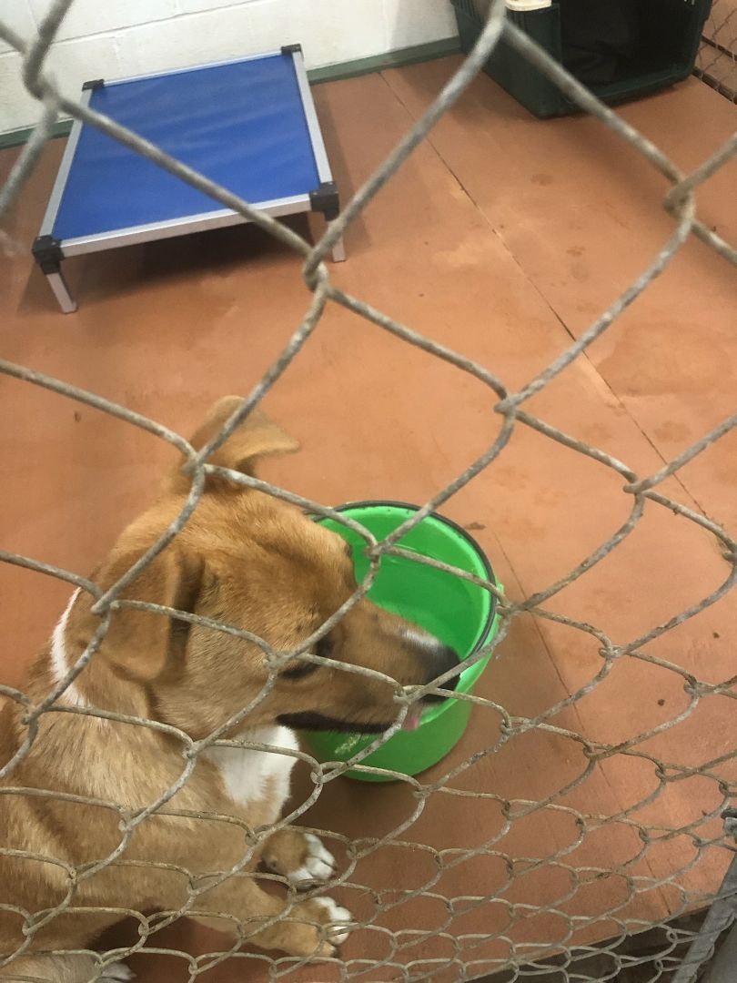Sport, an adoptable Labrador Retriever in Zimmerman, MN, 55398 | Photo Image 2