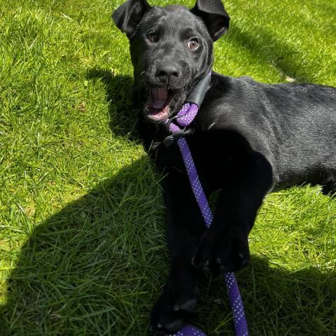 Akilah, an adoptable Black Labrador Retriever in Patterson, NY_image-1