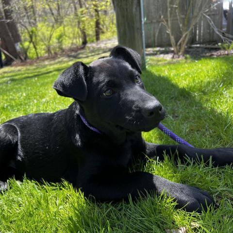 Akilah, an adoptable Black Labrador Retriever in Patterson, NY_image-2
