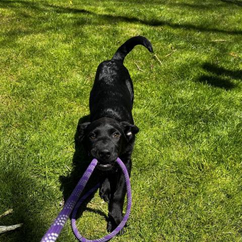 Akilah, an adoptable Black Labrador Retriever in Patterson, NY_image-4