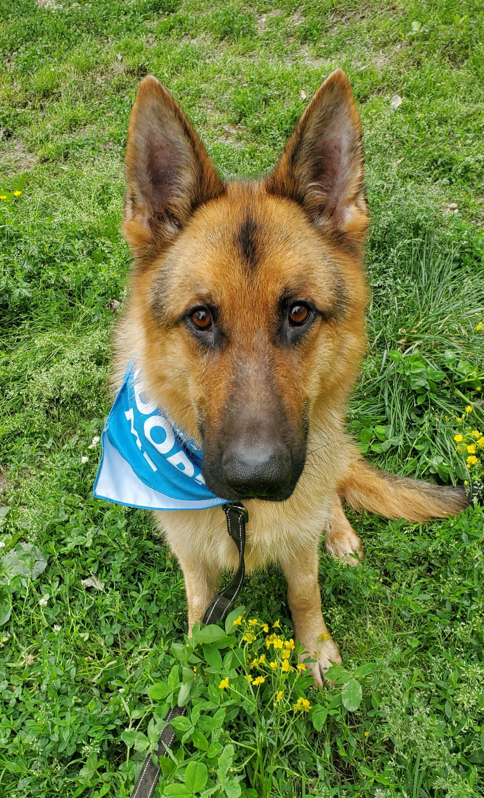 Merv, an adoptable German Shepherd Dog in Louisville, KY, 40243 | Photo Image 1