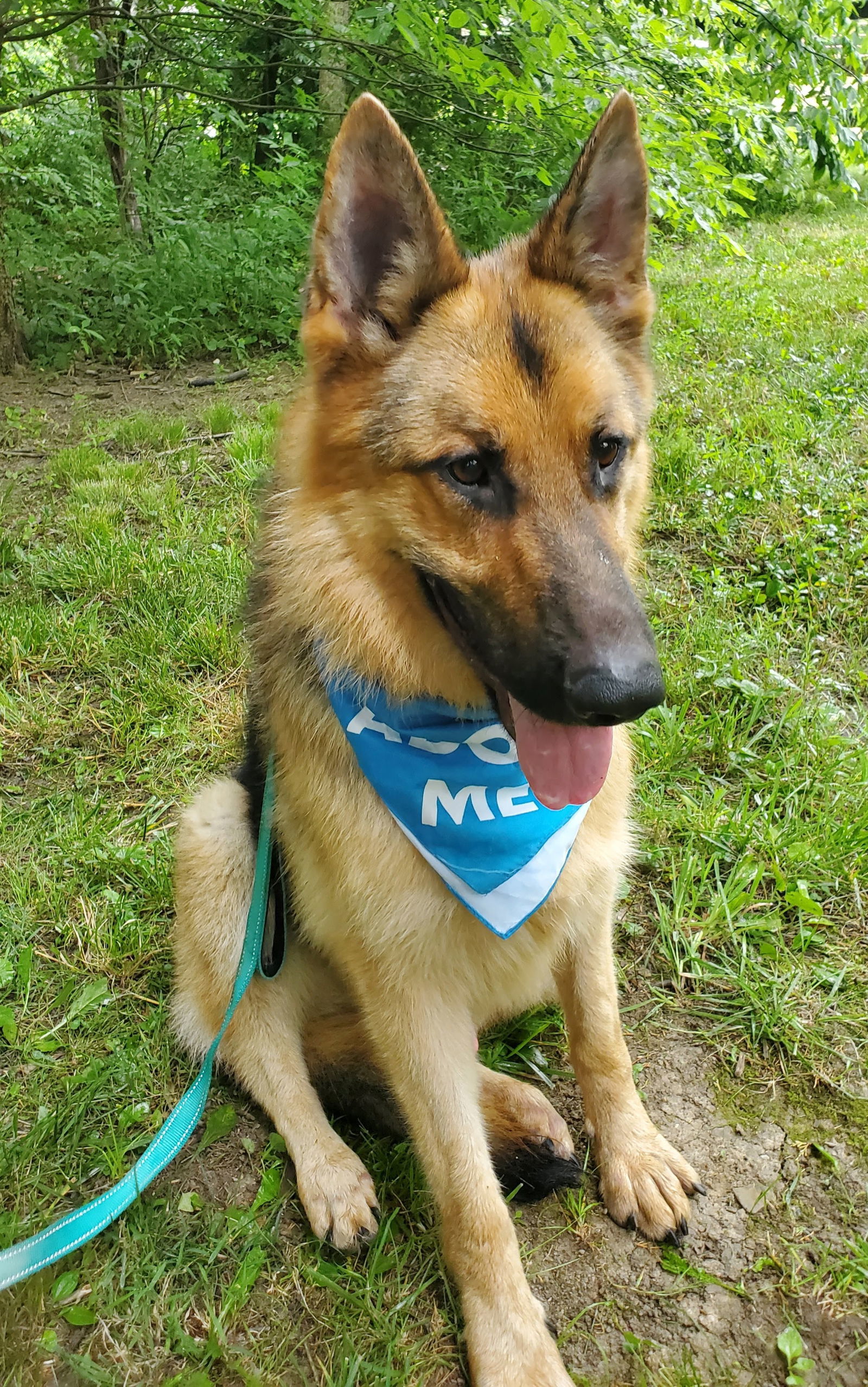 Merv, an adoptable German Shepherd Dog in Louisville, KY, 40243 | Photo Image 2