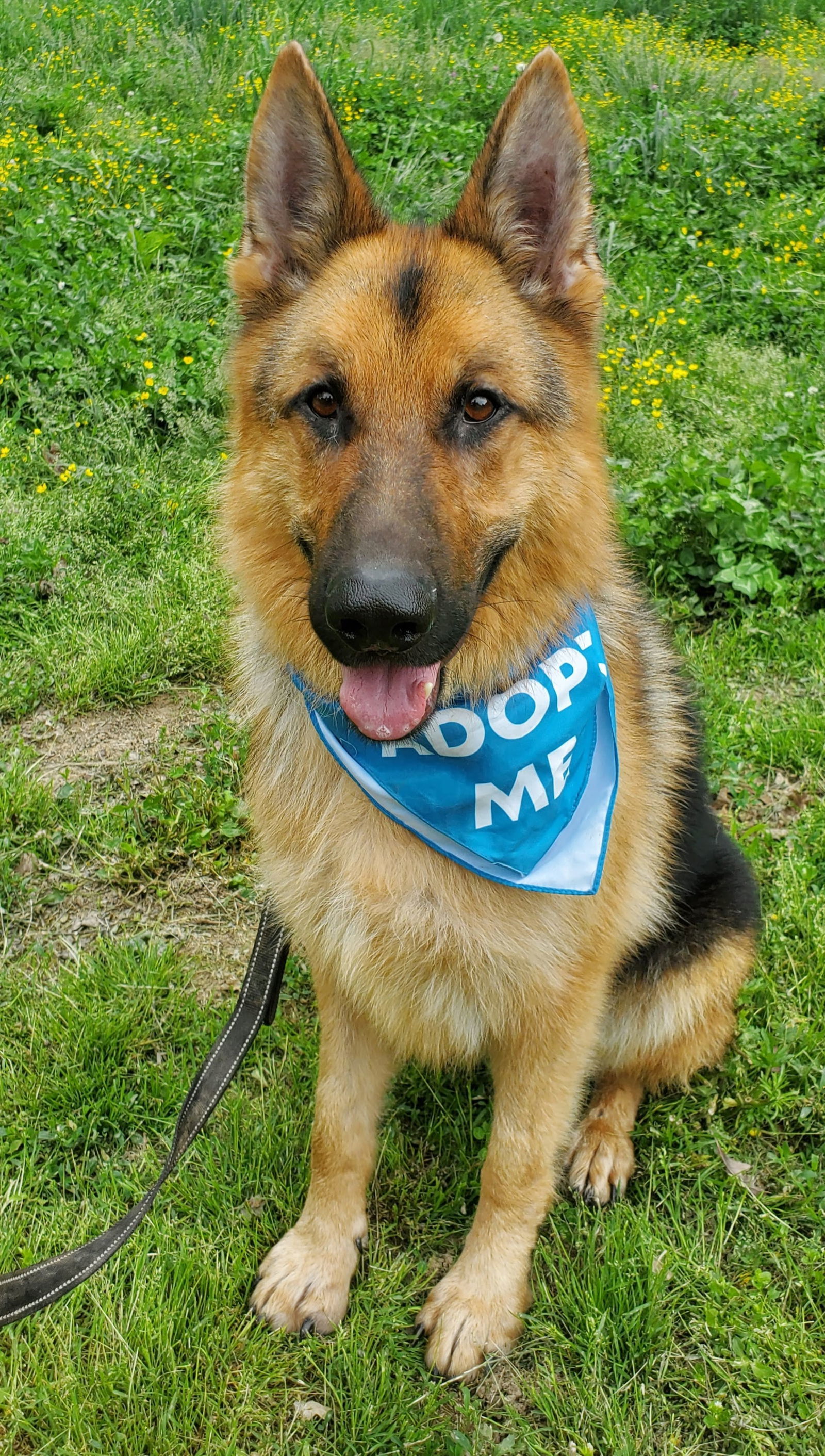 Merv, an adoptable German Shepherd Dog in Louisville, KY, 40243 | Photo Image 3