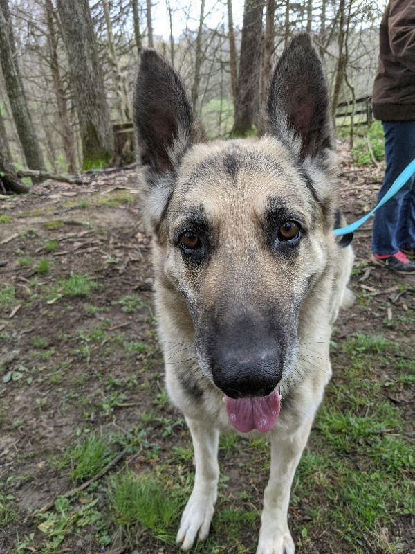 Thumper, an adoptable German Shepherd Dog in Louisville, KY, 40243 | Photo Image 1