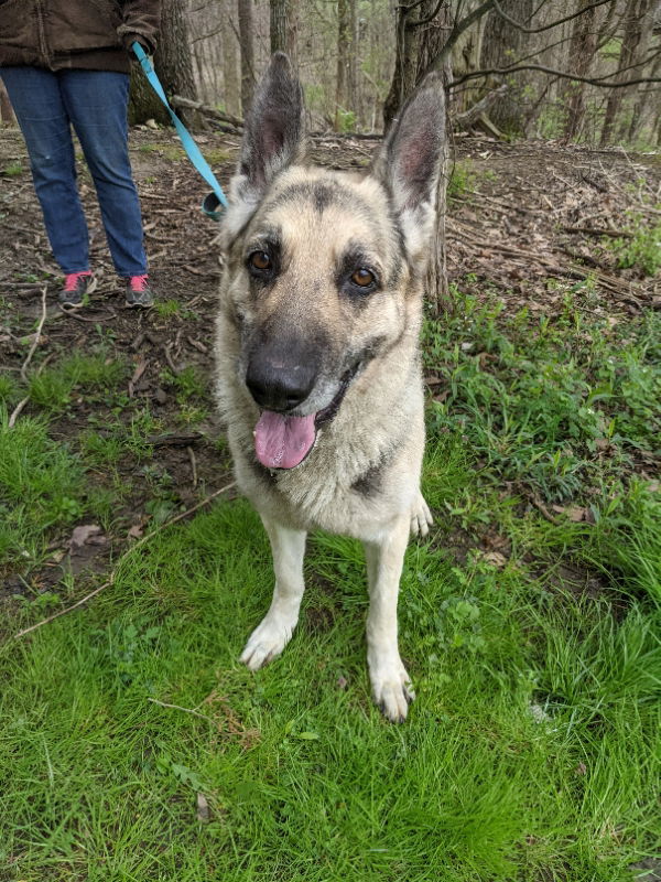 Thumper, an adoptable German Shepherd Dog in Louisville, KY, 40243 | Photo Image 2