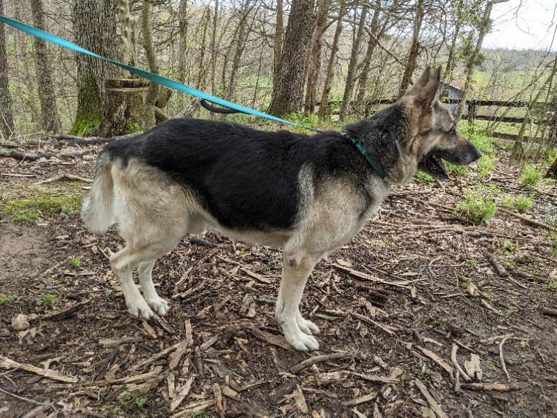 Thumper, an adoptable German Shepherd Dog in Louisville, KY, 40243 | Photo Image 3