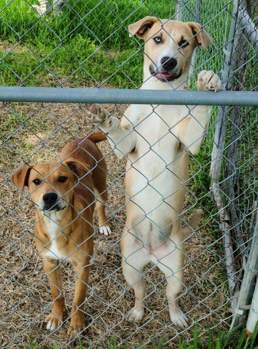 Shelby, an adoptable Catahoula Leopard Dog, American Staffordshire Terrier in Buffalo, TX, 75831 | Photo Image 2