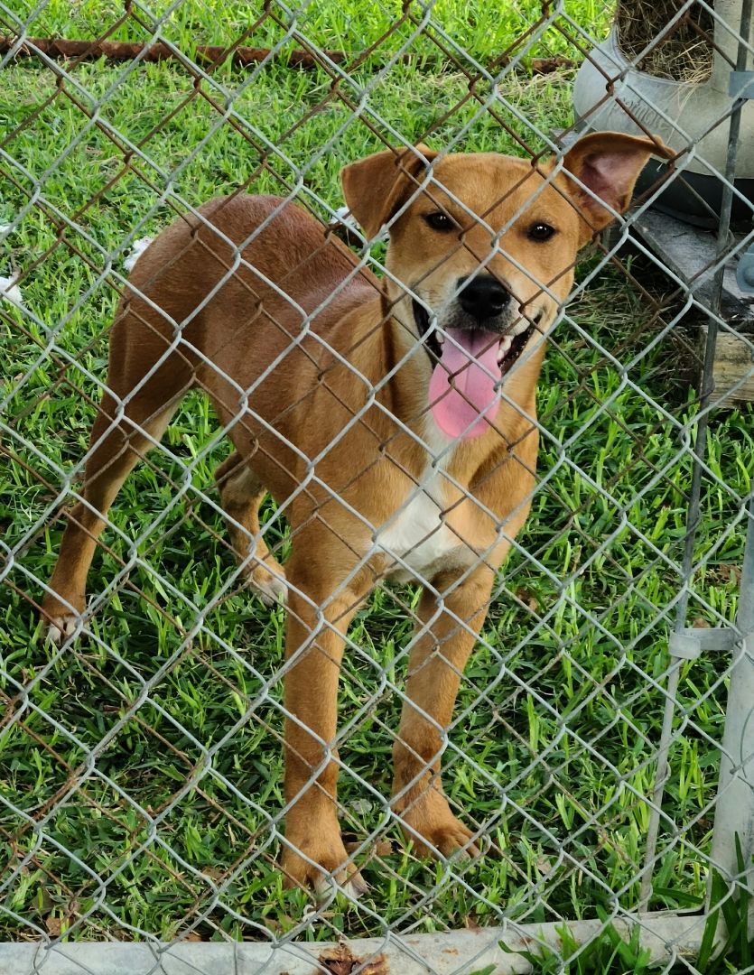 Shelby, an adoptable Catahoula Leopard Dog, American Staffordshire Terrier in Buffalo, TX, 75831 | Photo Image 1