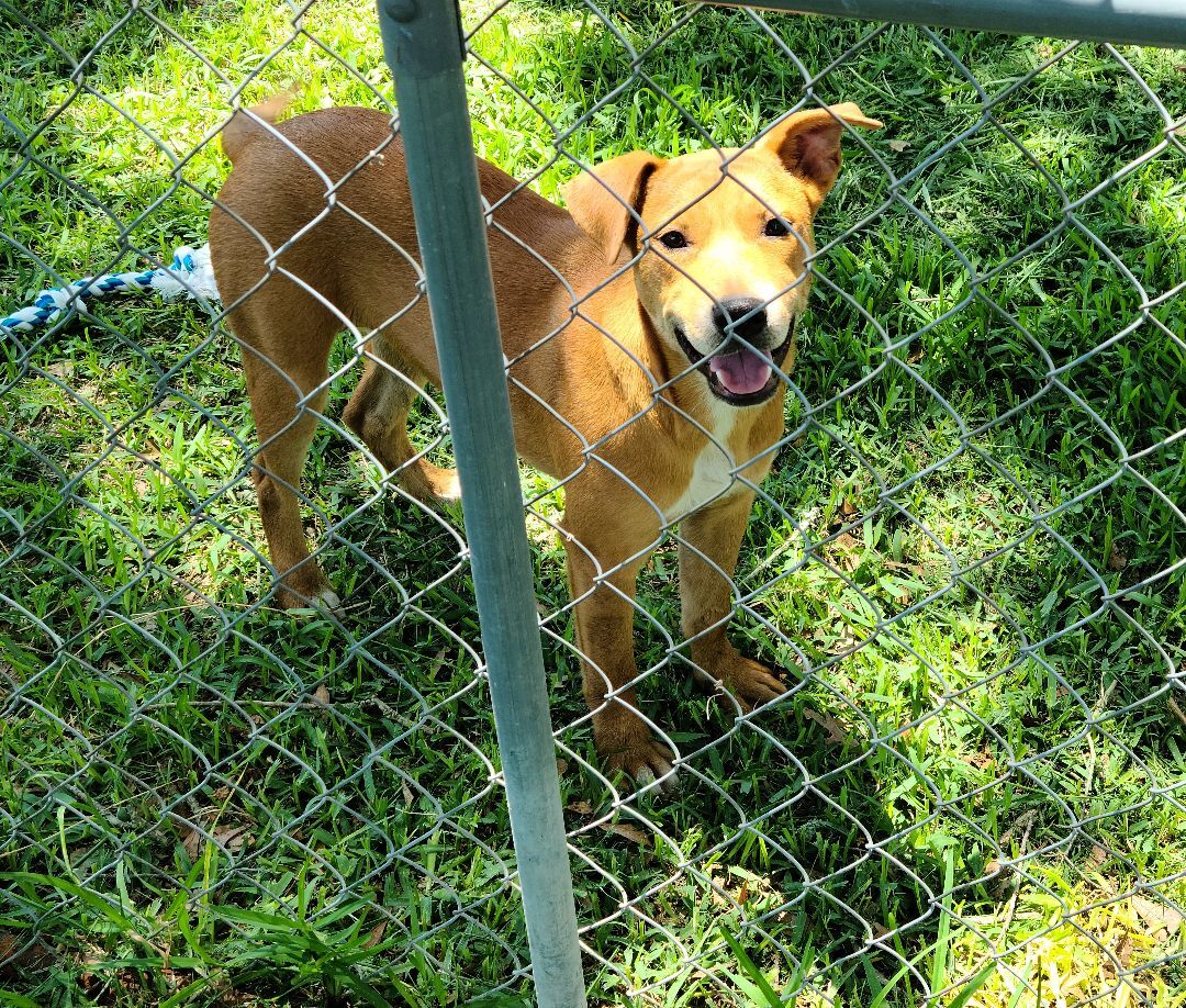 Shelby, an adoptable Catahoula Leopard Dog, American Staffordshire Terrier in Buffalo, TX, 75831 | Photo Image 3