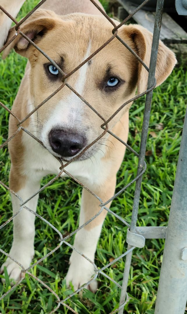 Roxie, an adoptable Catahoula Leopard Dog, American Staffordshire Terrier in Buffalo, TX, 75831 | Photo Image 1