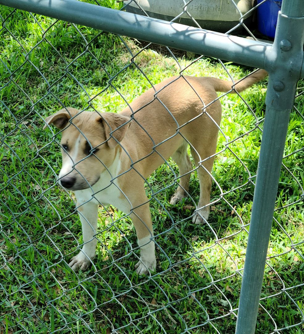 Roxie, an adoptable Catahoula Leopard Dog, American Staffordshire Terrier in Buffalo, TX, 75831 | Photo Image 2