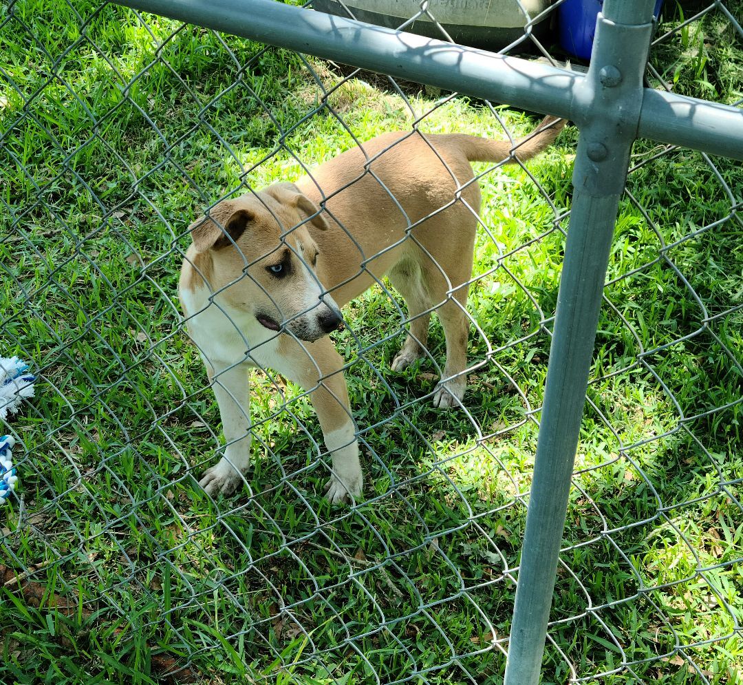 Roxie, an adoptable Catahoula Leopard Dog, American Staffordshire Terrier in Buffalo, TX, 75831 | Photo Image 3