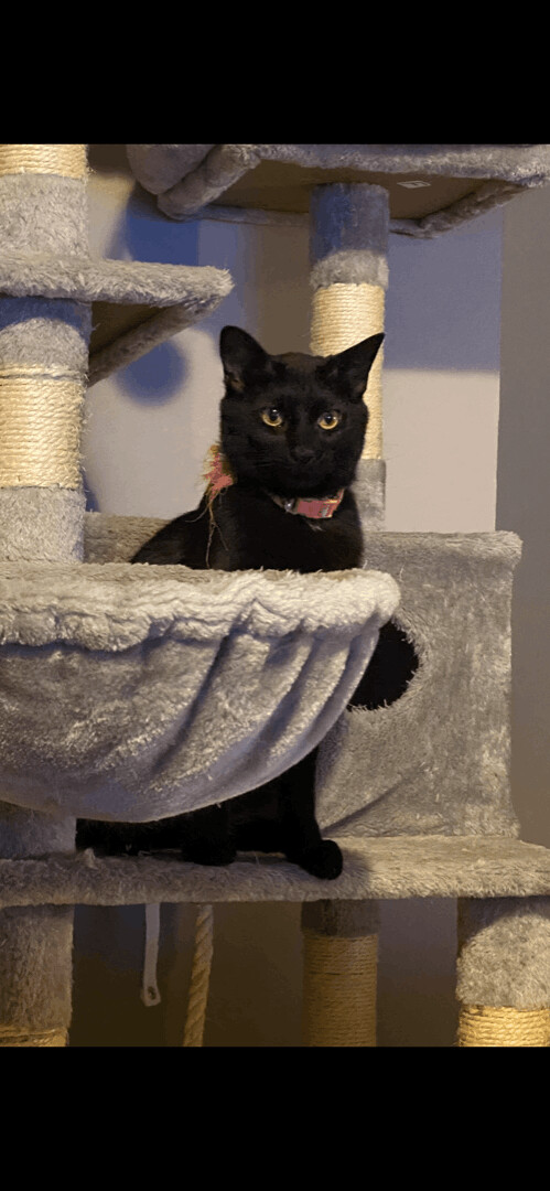Tsuki- It’s Her World and We Live in It, an adoptable Domestic Short Hair Mix in Omaha, NE_image-1