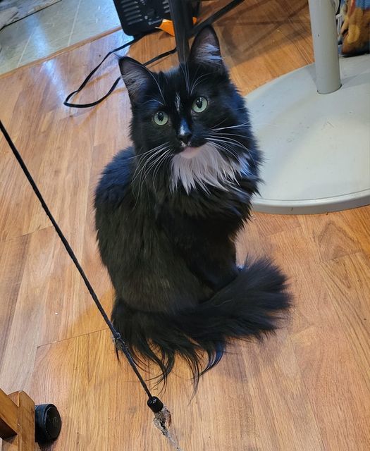 Cat for adoption - Icie, a Domestic Long Hair & Tuxedo Mix in Omaha, NE |  Petfinder