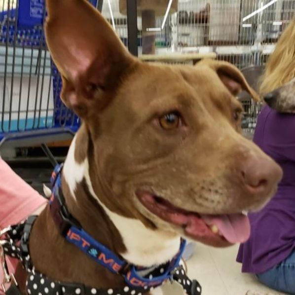 Aida, an adoptable Labrador Retriever & Pit Bull Terrier Mix in Omaha, NE_image-3