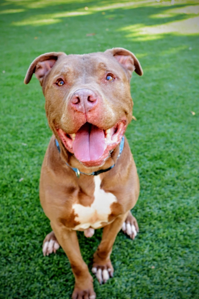 Pug, an adoptable Pit Bull Terrier, Mixed Breed in Chico, CA, 95928 | Photo Image 1