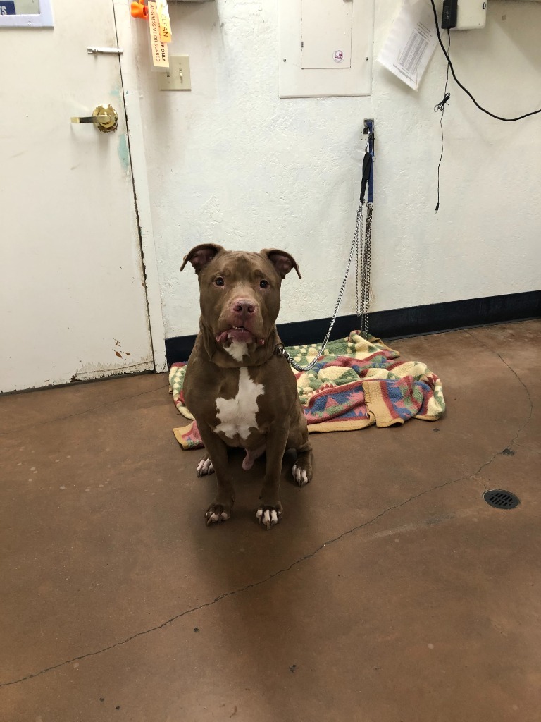 Pug, an adoptable Pit Bull Terrier, Mixed Breed in Chico, CA, 95928 | Photo Image 2