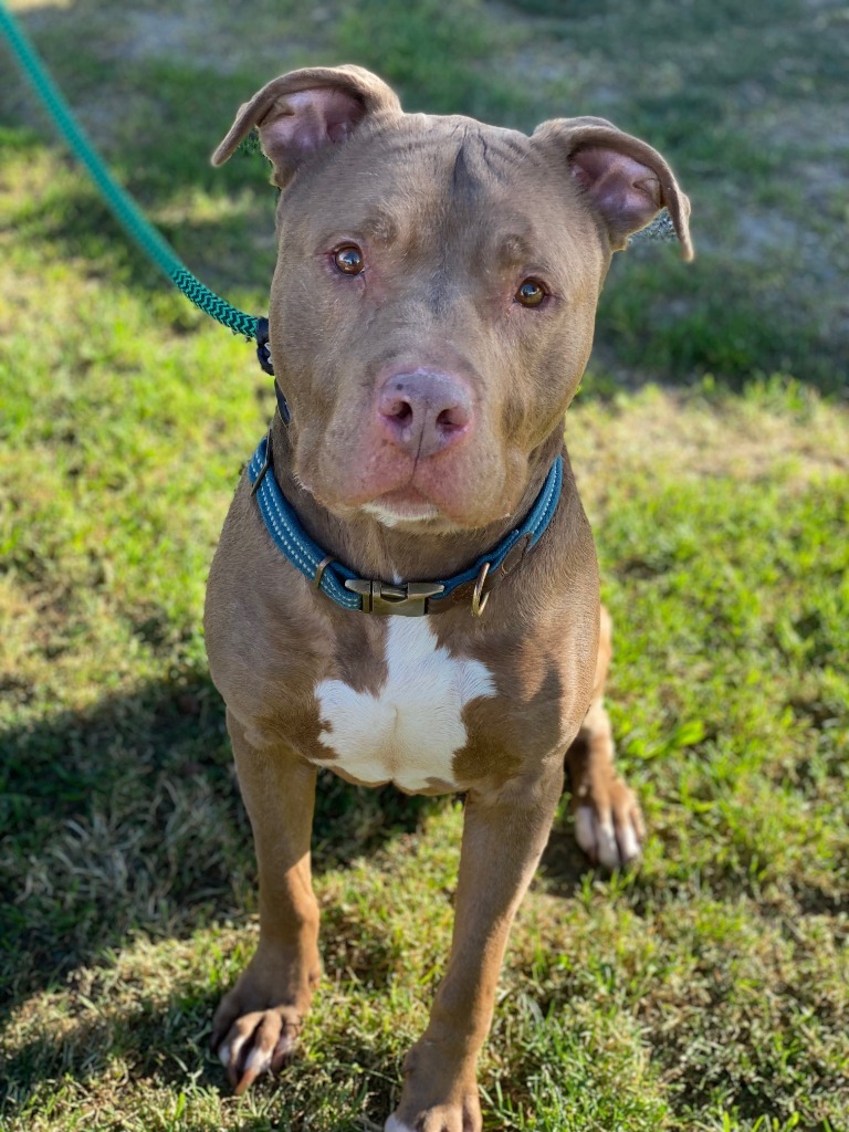 Pug, an adoptable Pit Bull Terrier, Mixed Breed in Chico, CA, 95928 | Photo Image 3