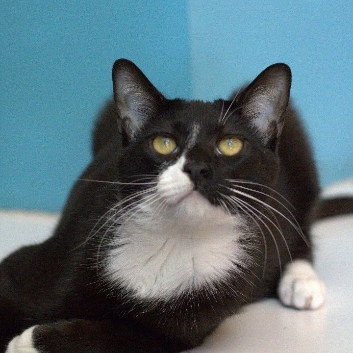 Wolly, an adoptable Domestic Short Hair & Tuxedo Mix in Los Angeles, CA_image-2