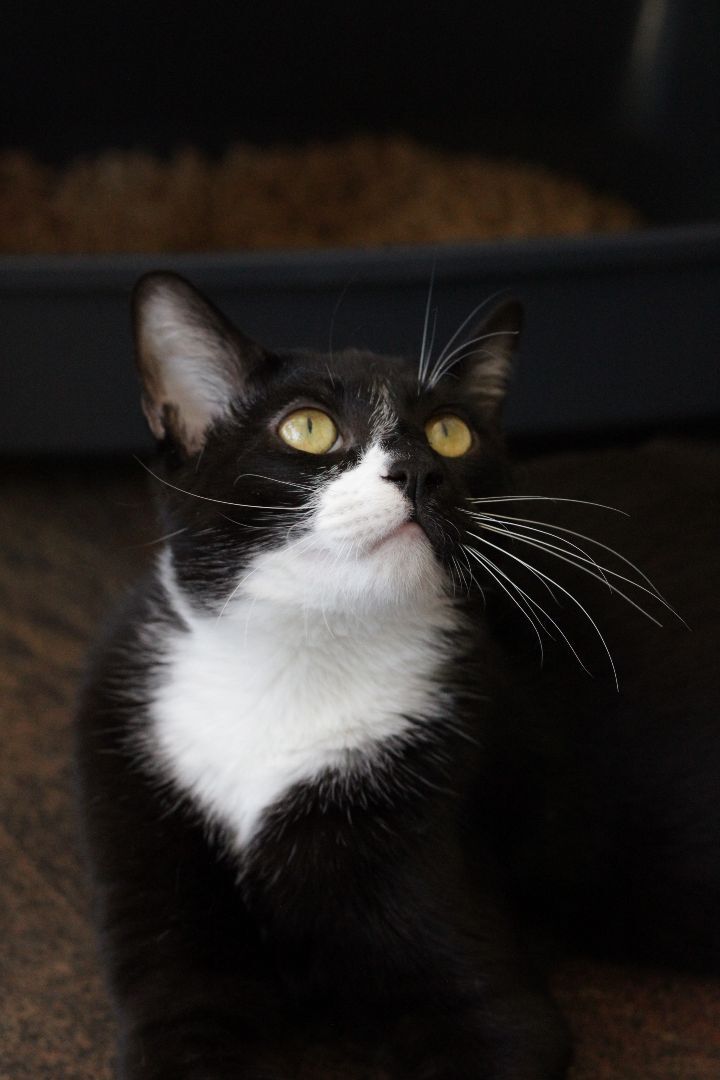 Wolly, an adoptable Domestic Short Hair & Tuxedo Mix in Los Angeles, CA_image-5