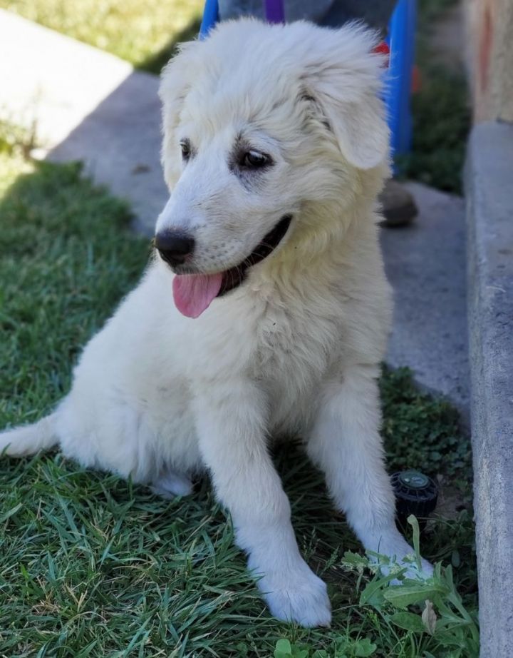 Chanel, an adopted Great Pyrenees & Border Collie Mix in San Bernardino, CA_image-2