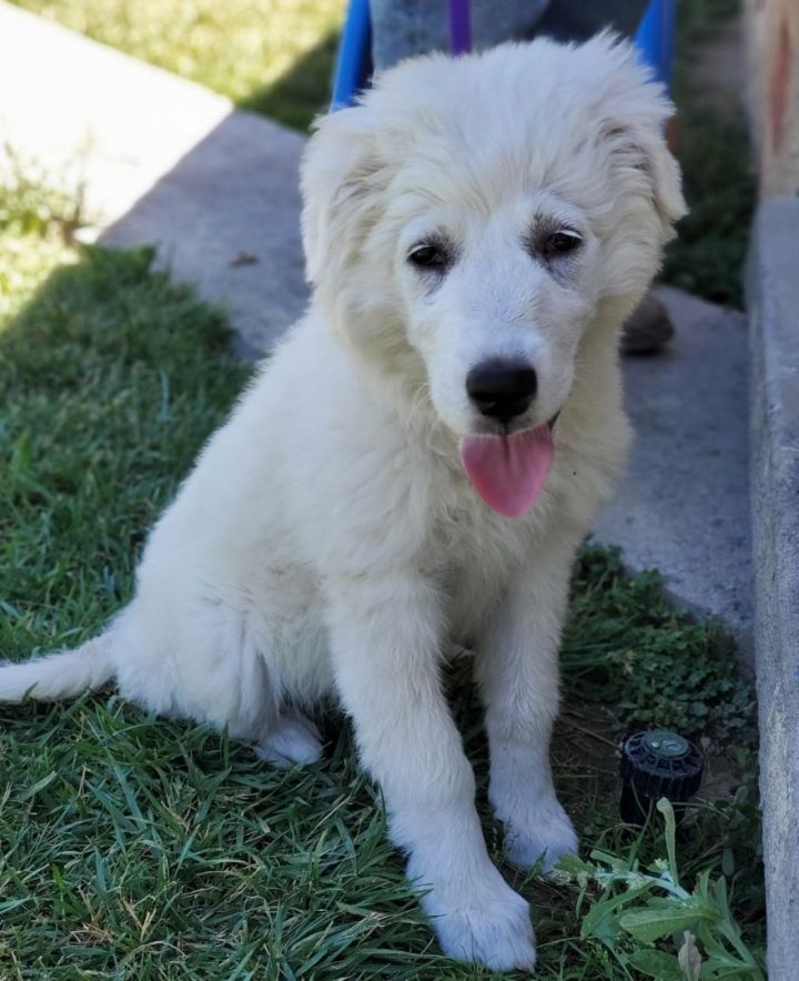 Chanel, an adopted Great Pyrenees & Border Collie Mix in San Bernardino, CA_image-1