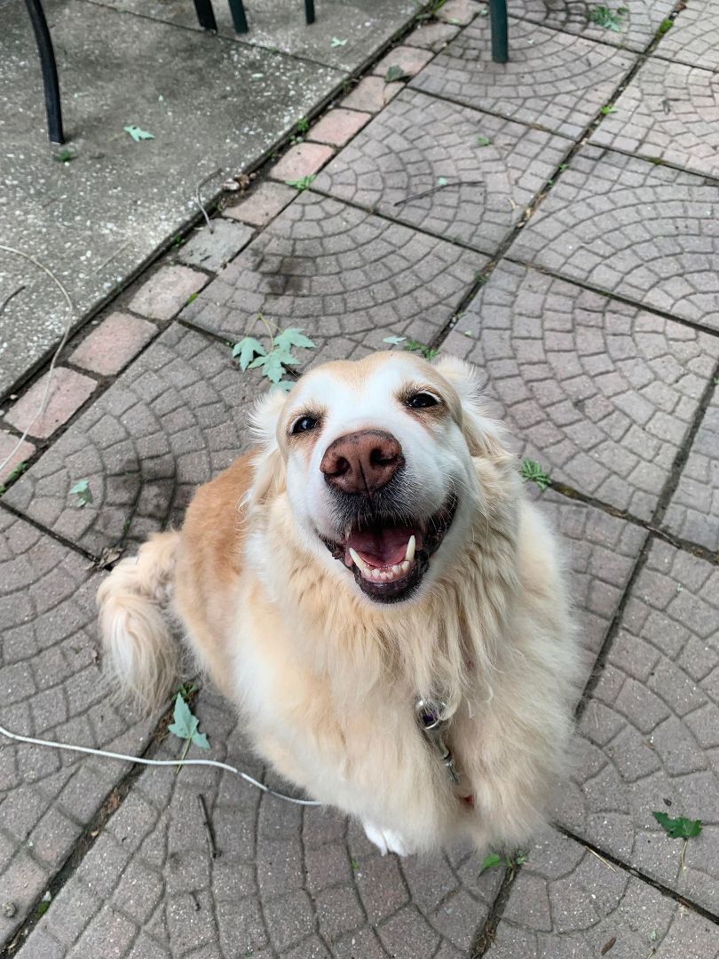 Bella, an adoptable Golden Retriever in Chatham, ON, N7M 2Z7 | Photo Image 2