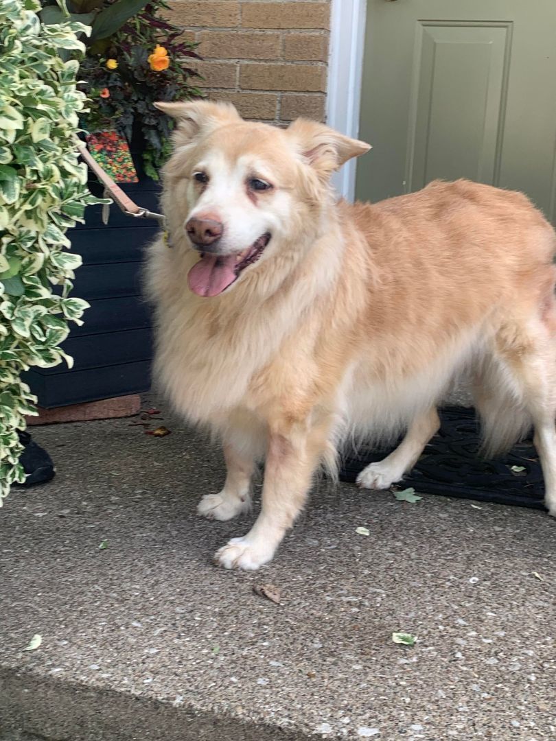 Bella, an adoptable Golden Retriever in Chatham, ON, N7M 2Z7 | Photo Image 3