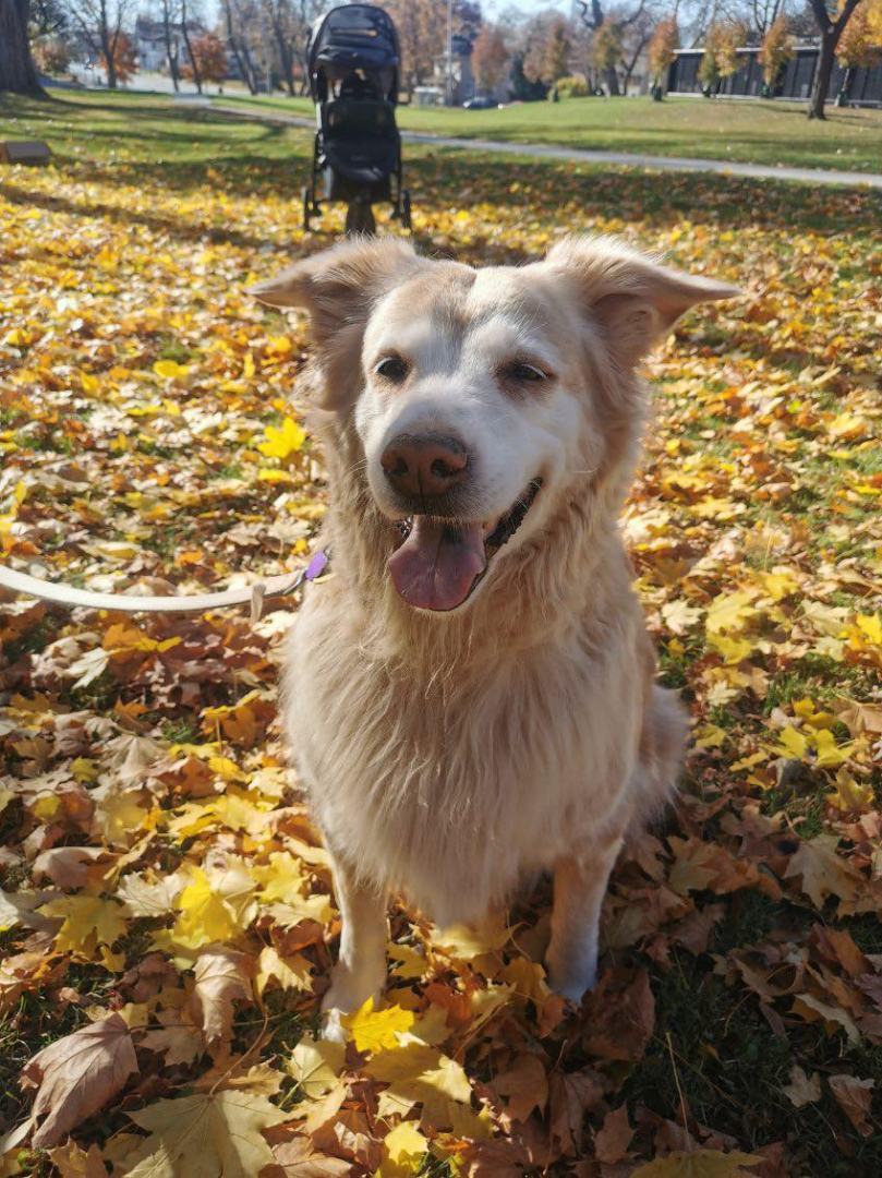 Bella, an adoptable Golden Retriever in Chatham, ON, N7M 2Z7 | Photo Image 3
