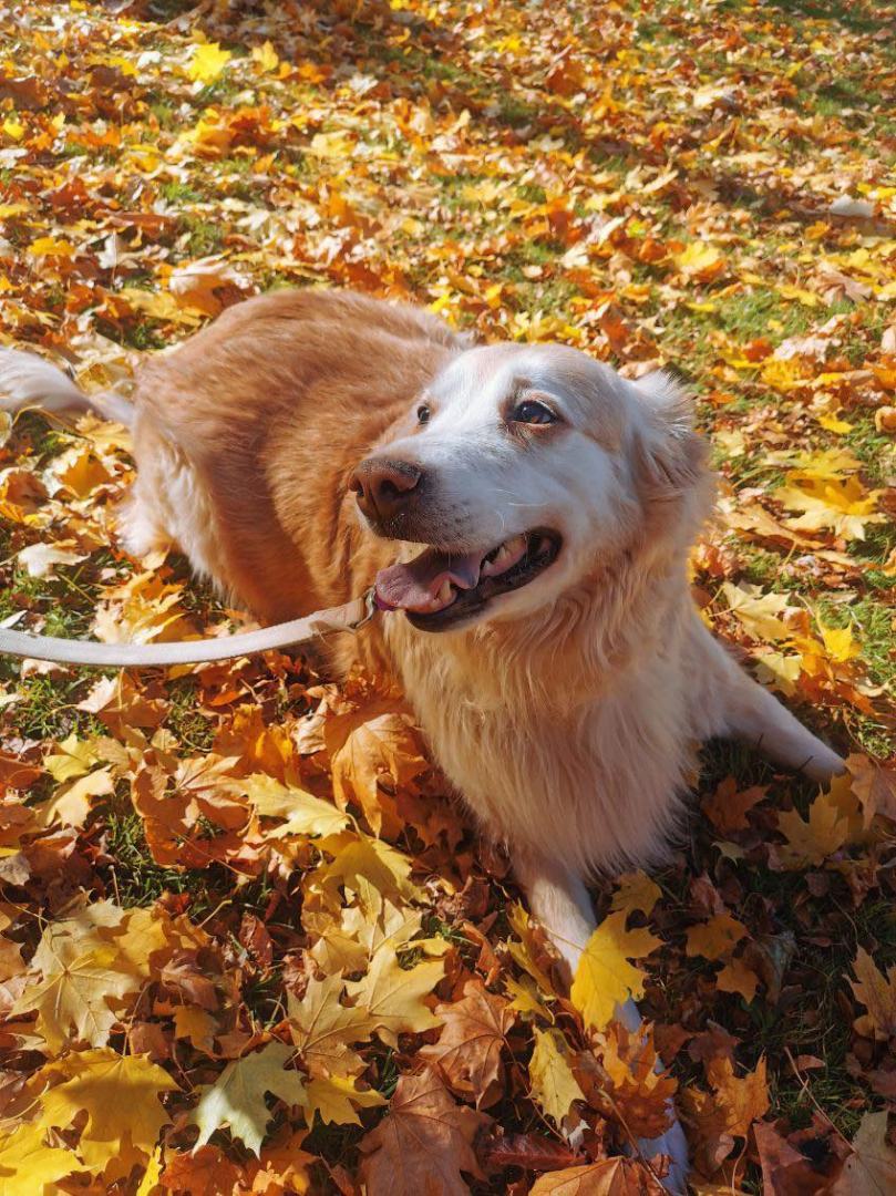 Bella, an adoptable Golden Retriever in Chatham, ON, N7M 2Z7 | Photo Image 4