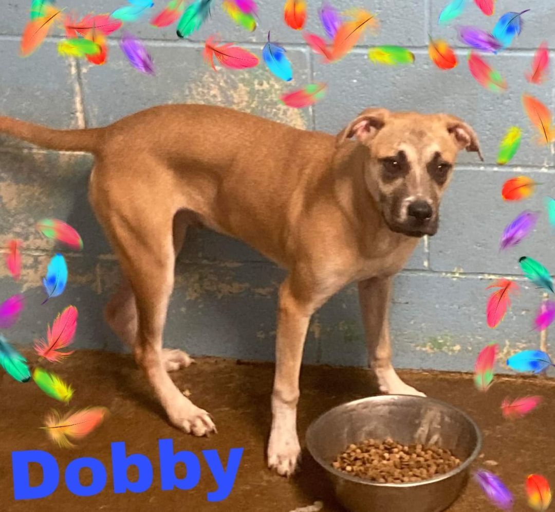 Dobby, an adoptable Pit Bull Terrier in Salem, MO, 65560 | Photo Image 1