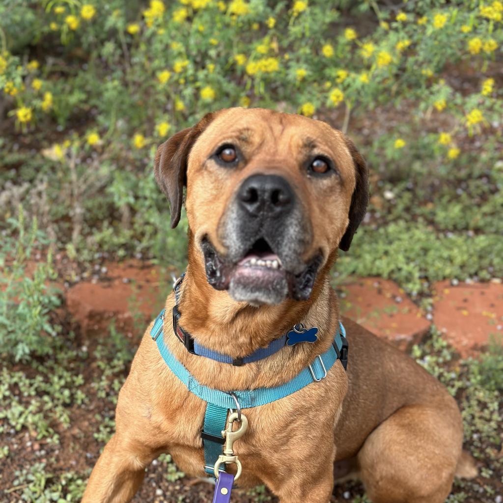 Rev, an adoptable Mastiff in Kanab, UT, 84741 | Photo Image 1