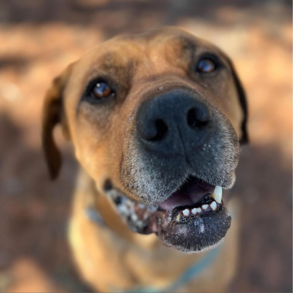 Rev, an adoptable Mastiff in Kanab, UT, 84741 | Photo Image 2