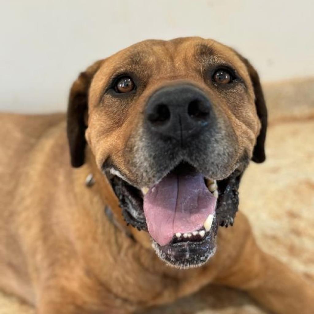 Rev, an adoptable Mastiff in Kanab, UT, 84741 | Photo Image 4