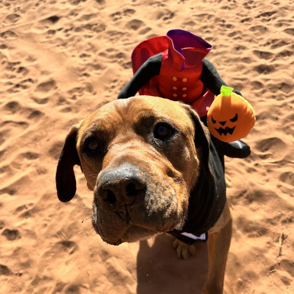 Rev, an adoptable Mastiff in Kanab, UT, 84741 | Photo Image 4