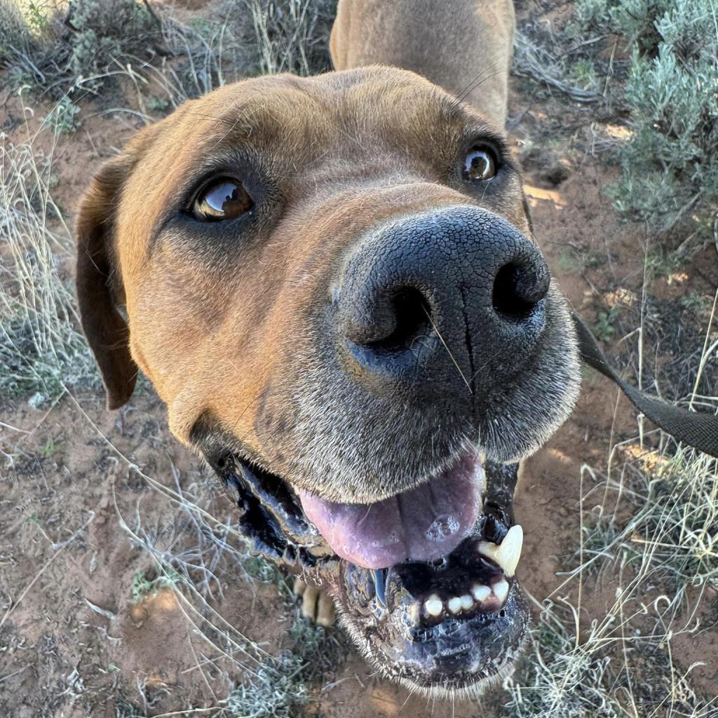 Rev, an adoptable Mastiff in Kanab, UT, 84741 | Photo Image 5