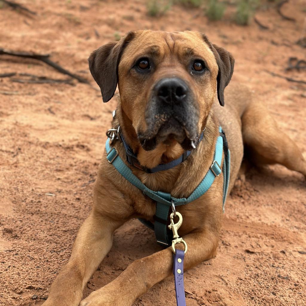 Rev, an adoptable Mastiff in Kanab, UT, 84741 | Photo Image 5