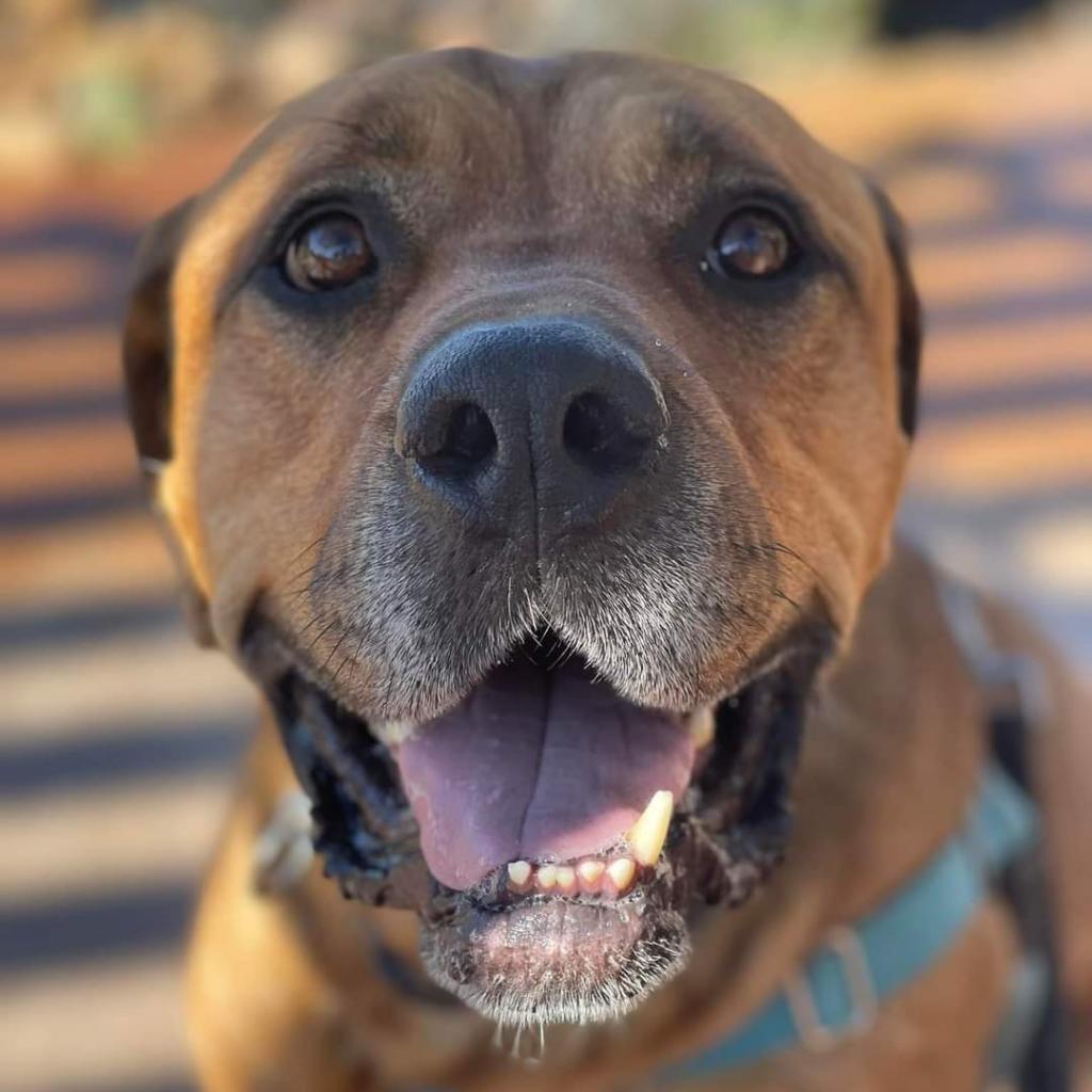 Rev, an adoptable Mastiff in Kanab, UT, 84741 | Photo Image 6