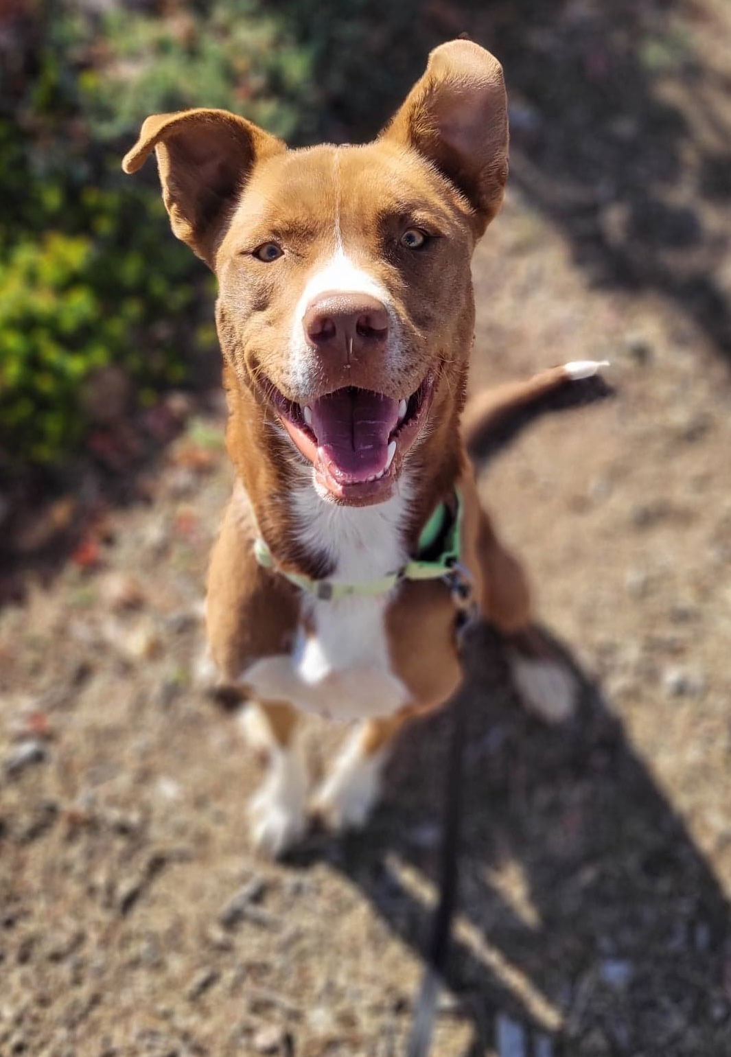 Monty, an adoptable Siberian Husky, Pit Bull Terrier in Yreka, CA, 96097 | Photo Image 1