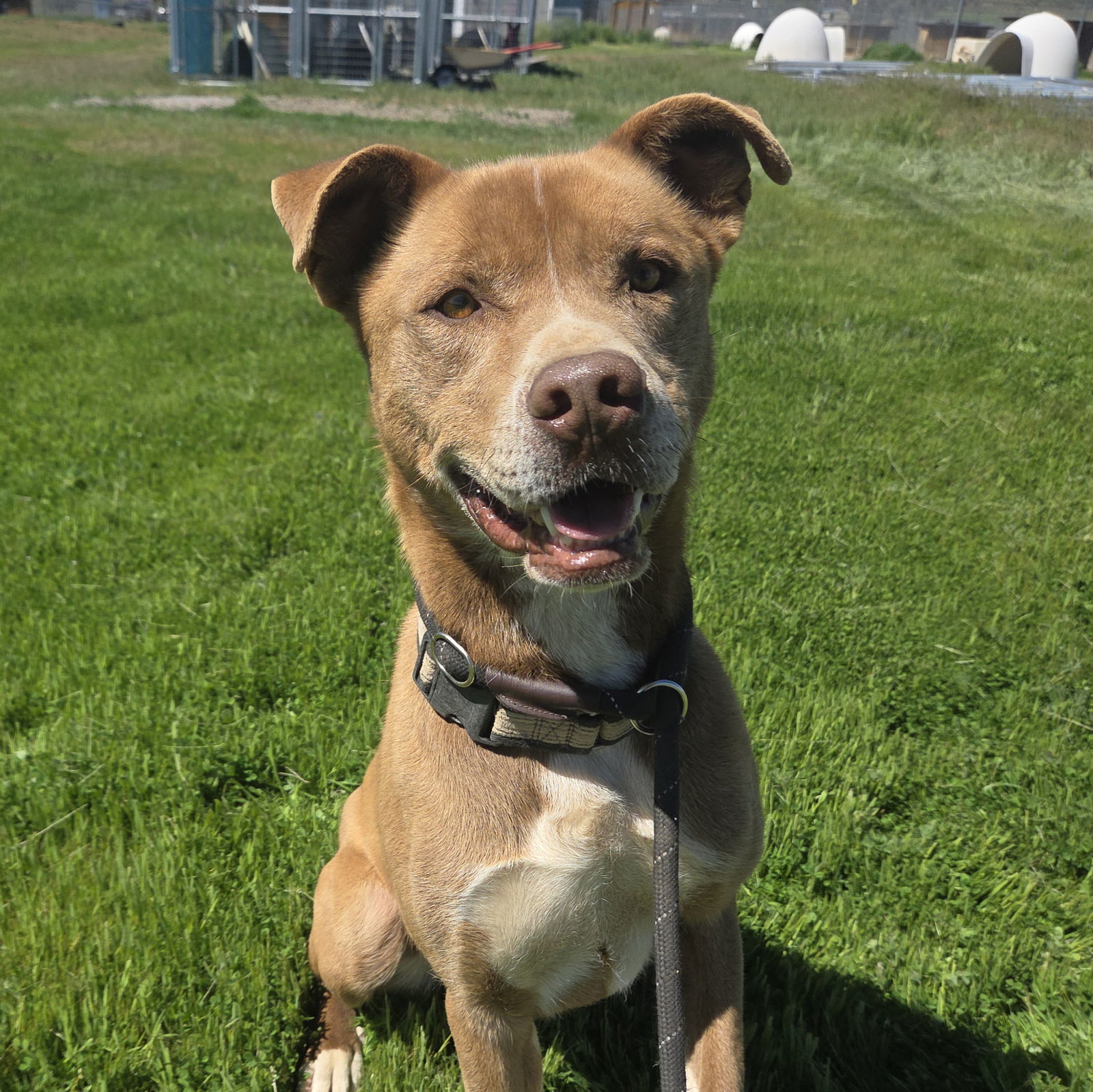 Monty, an adoptable Siberian Husky, Pit Bull Terrier in Yreka, CA, 96097 | Photo Image 1