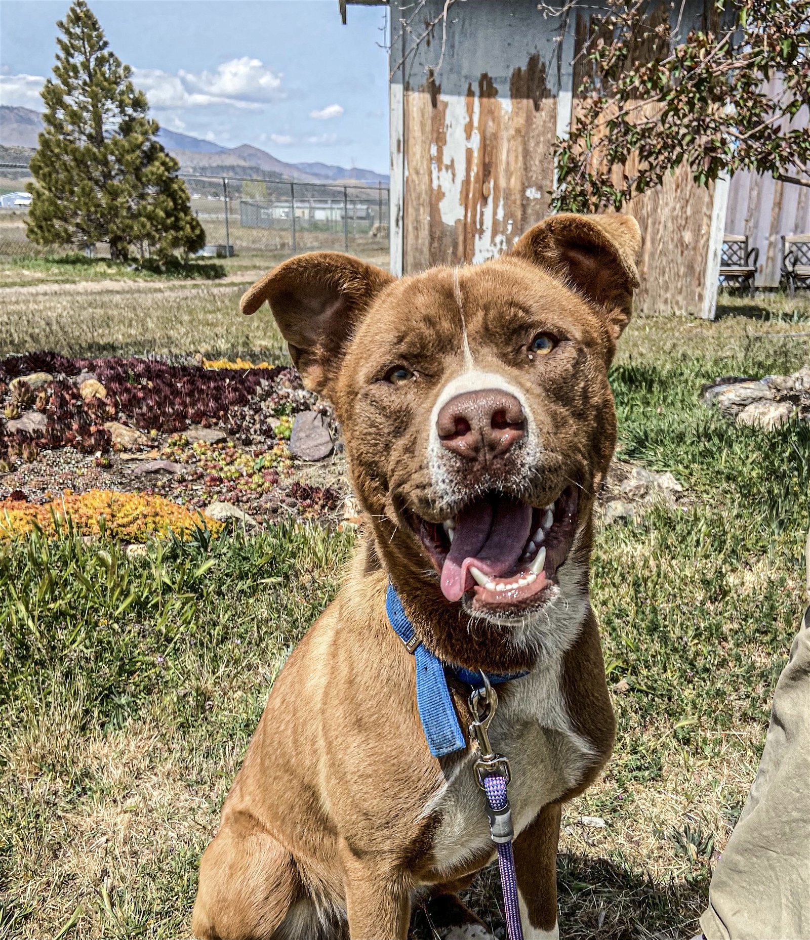 Monty, an adoptable Siberian Husky, Pit Bull Terrier in Yreka, CA, 96097 | Photo Image 2